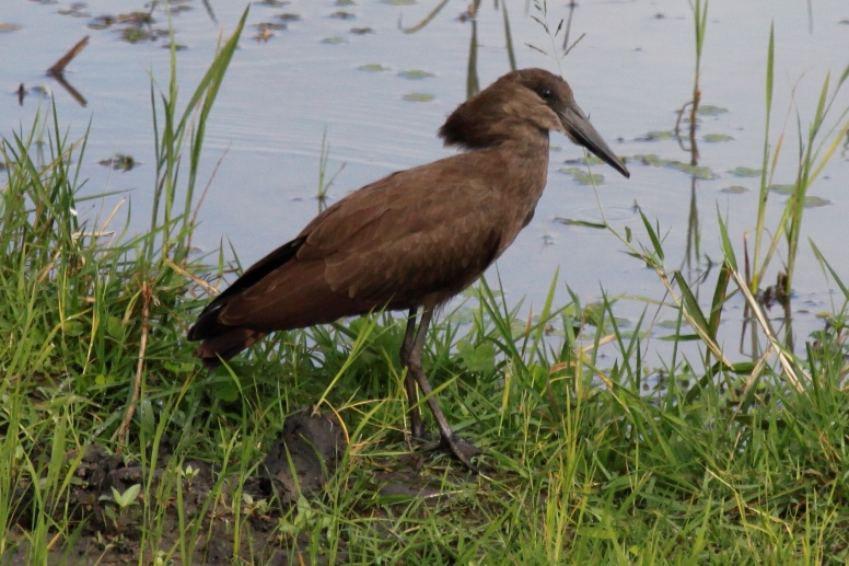 hamerkop